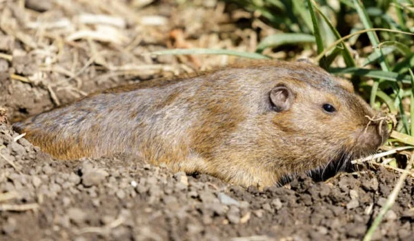 Adult Gopher