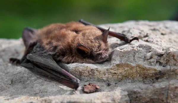 Bats