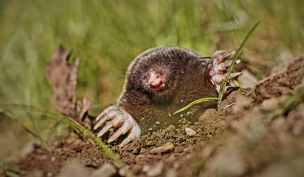 Moles