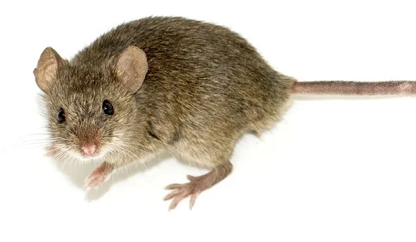 Mouse or Mice