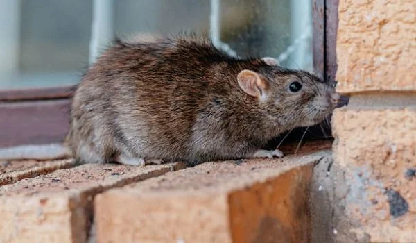 Rats