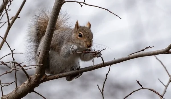 Squirrels