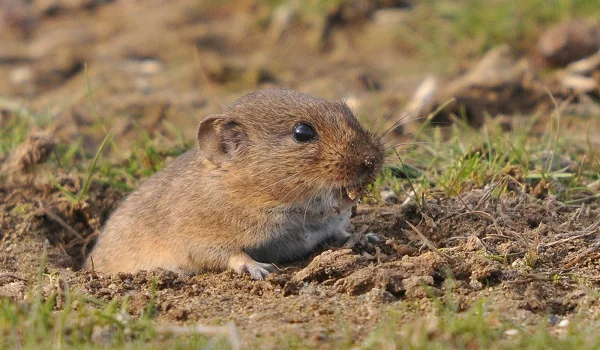 Voles