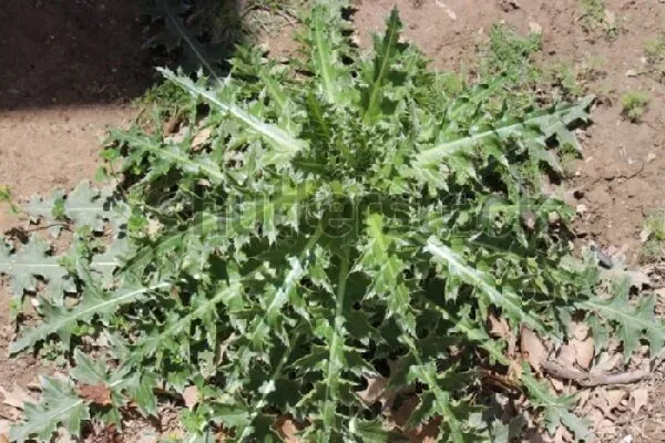 Bare Ground Weed Services