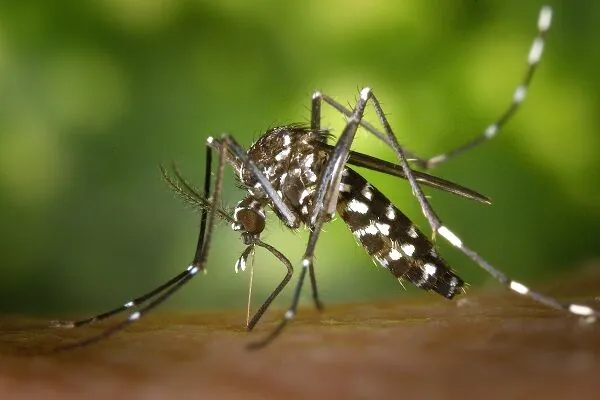 Pest Control Services
