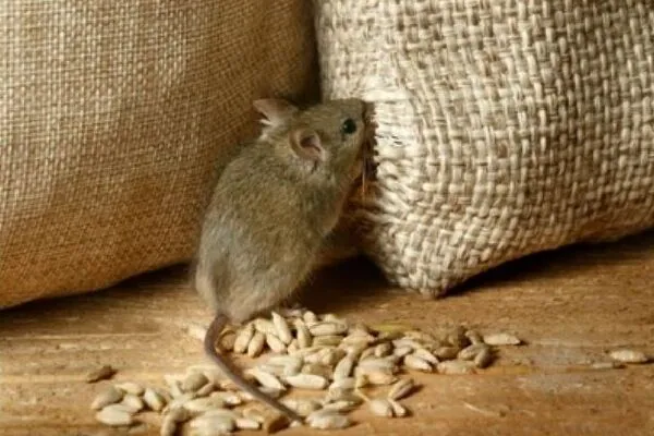Rodent Control Services